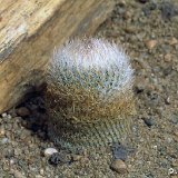 Epithelantha greggii ©JL1487.jpg